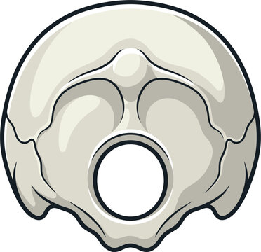A detailed, isolated illustration of the occipital bone from a human skull. Features the foramen magnum clearly visible. Clean lines and shading on a transparent background.