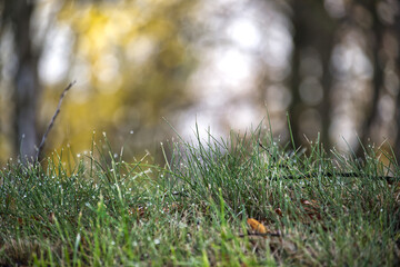 Naklejka premium Dewy Grass in a Quiet Forest Morning With Soft Bokeh and Green Blades