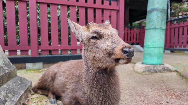 神社の境内で寝る鹿