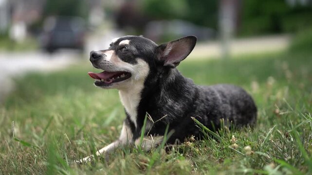 Chihuahua panting while sitting on a grass lawn