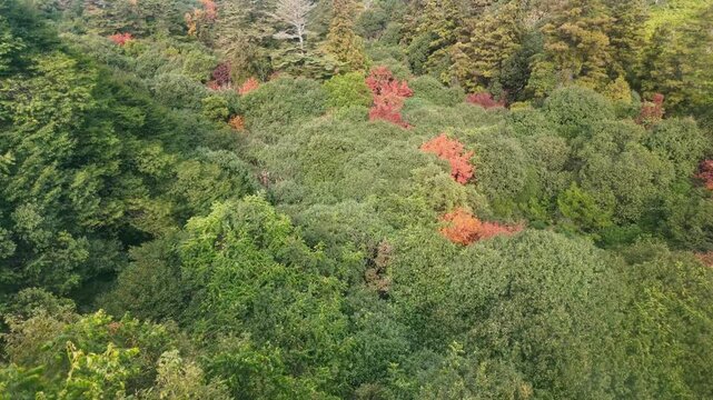 紅葉した森林の空撮
