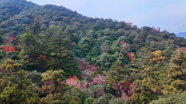 紅葉した森林の空撮