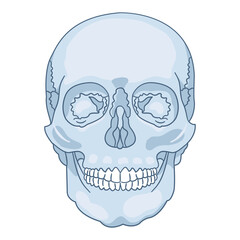 Human skull depicted from a frontal view with detailed anatomical features. © Nomicastudio