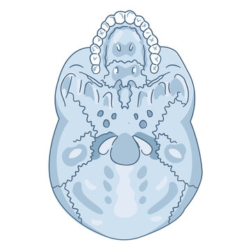 Inferior view of a human skull revealing its base and dentition.