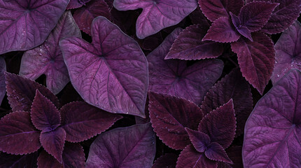 Fototapeta premium Purple tropical leaves pattern on dark background