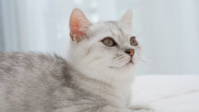 Small Scottish kitten lying down on white bed of relaxing and cozy wellbeing in home.