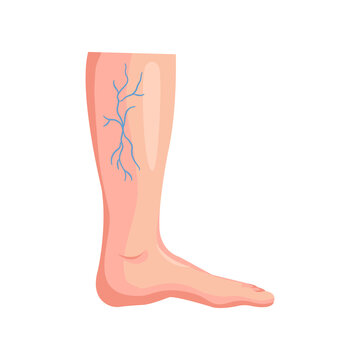 Human lower leg and foot showcasing superficial venous structures.