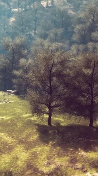 Trees stand in a green field with sunlight shining on them. The forest area has a mix of shadows and bright spots. The scene shows nature during daytime with no people present.
