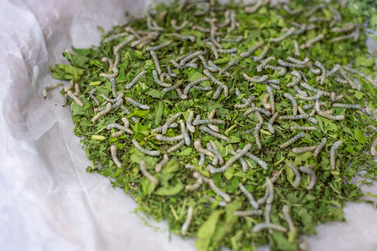 Silkworm larvae feeding fresh mulberry leaves during sericulture farming close up showing natural growth cultivation sustainable silk production insect lifecycle