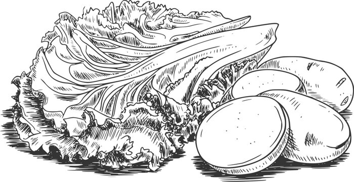 A detailed black and white hand-drawn featuring fresh green lettuce leaves and sliced potatoes