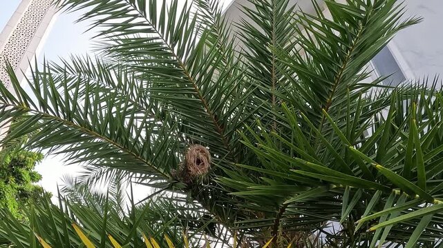 Lonchura maja's nest (Bondol haji, pipit haji, White headed mannikin, Pale headed munia, mannikin) on the plam tree.