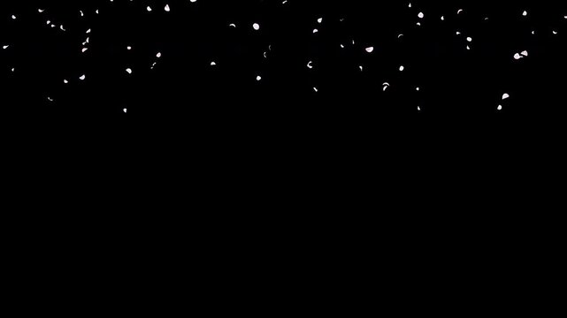 Extended Photo-Based Cherry Blossom and Sakura Petals Falling In and Clearing Away, White and Pale Pink Flower Video Overlay with Alpha Channel, 4K