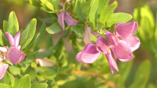 Close Up of Pink Polygala Myrtifolia Flowers in Summer Garden