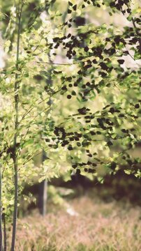 A small tree stands in a natural area where the leaves are moving in the wind. Sunlight filters through the branches, creating a lively and bright scene during the day.