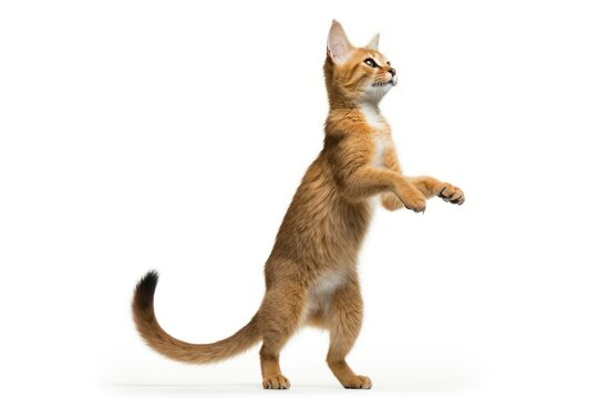 Mammal animal kitten pet.