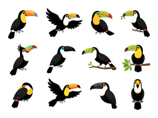 Naklejka premium A collection of twelve colorful toucan bird illustrations in various poses and styles.