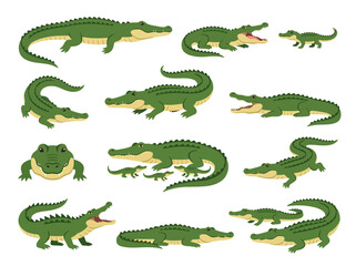 Fototapeta premium A collection of various green crocodile and alligator illustrations in different poses.
