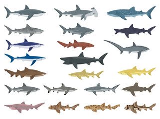 Fototapeta premium A collection of various shark species illustrated in a flat vector style.