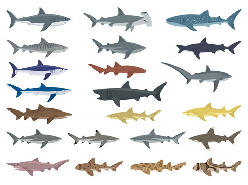A collection of various shark species illustrated in a flat vector style.