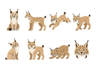 Naklejka premium A collection of cute lynx illustrations in various poses and expressions.