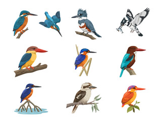Obraz premium A collection of various colorful kingfisher bird species illustrated in a watercolor style.
