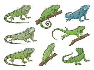 Fototapeta premium A collection of hand drawn green iguana illustrations in various poses.