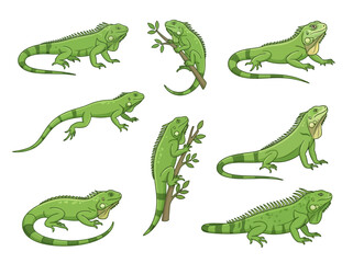 Fototapeta premium A collection of green iguana illustrations in various poses and positions.