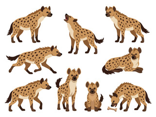 Obraz premium A collection of spotted hyenas in various poses and actions.