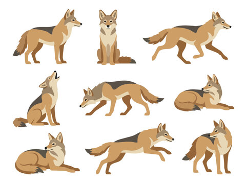 A collection of jackals in various poses and actions.