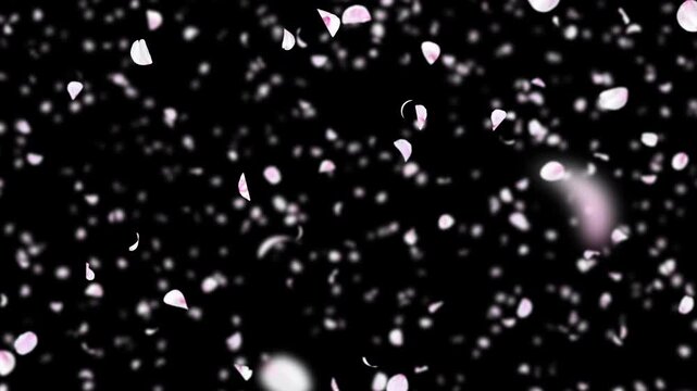 Realistic Photo-Based Cherry Blossom and Sakura Petals Falling with Bokeh and Depth of Field on Black Background, White and Pale Pink Flower Seamless Loop, 4K
