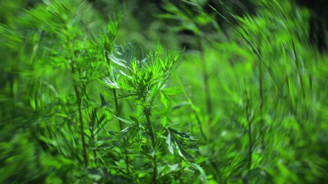close-up of fresh green plants in a natural outdoor setting, likely a meadow or garden, with leaves and stems of green plants, fresh and natural mood, vivid colors, serene and detailed view.