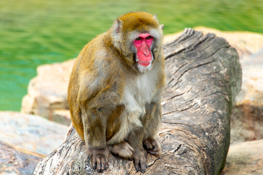 Japanese Macaque in City Park - Launceston - Tasmania