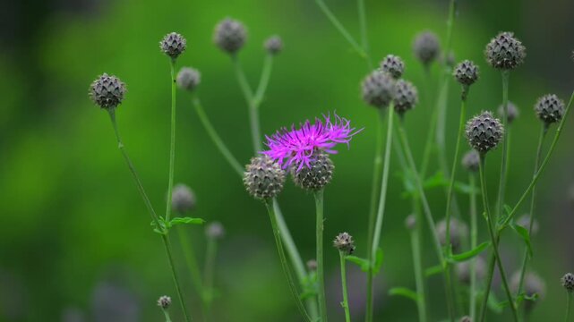 flower buds blooming sequence in sunny meadow with green foliage and purple hues, natural and serene close-up perspective, vivid and dramatic natural scene for botanical studies and nature.