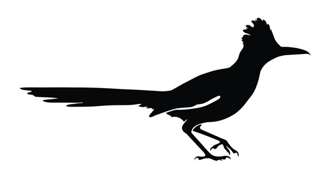 Roadrunner silhouette a dynamic black profile of the swift desert bird in motion. Stylized roadrunner running fast vector icon in silhouette illustration of cartoon bird in motion for wildlife conserv