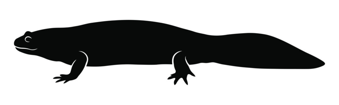 salamander silhouette icon set. Animals logos collection and isolated on White background