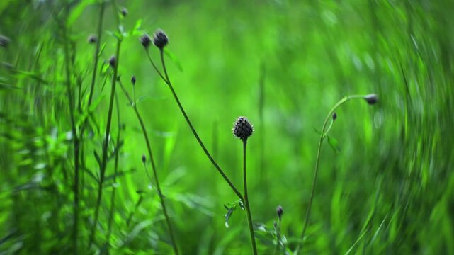 serene grass with flower buds in a natural outdoor setting close-up perspective on a sunny meadow period. green and black natural scene with a peaceful ambiance.