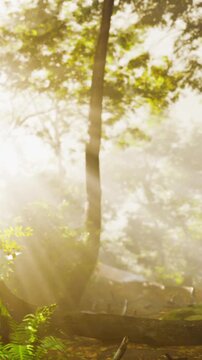 Sunlight streams through tree branches in a forest. The ground is covered with leaves and plants. It is morning and the air is fresh and bright.