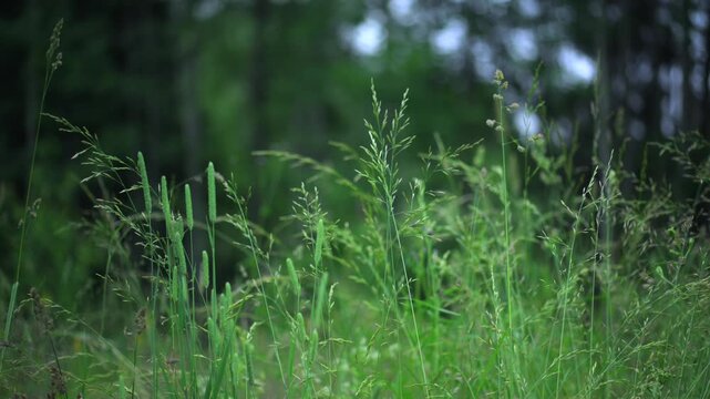 Grass no visible action, in outdoor natural environment, with grass, trees, with natural grass and soil texture, from a ground-level close-up perspective perspective.