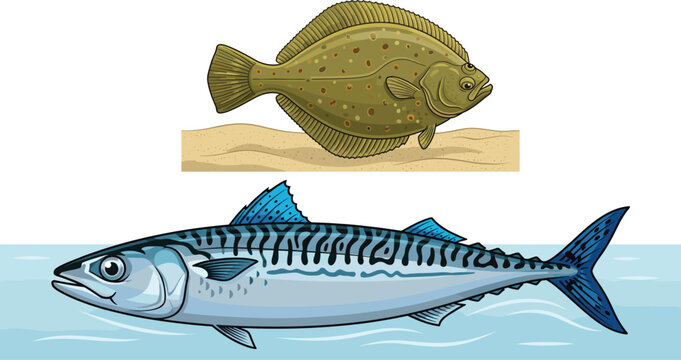 Detailed vector illustration of a flounder on sand and a mackerel swimming in water isolated on white