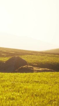 A vast field of green plants is illuminated by the sun in the late afternoon. A large rock sits in the middle of the field, highlighting the natural landscape.