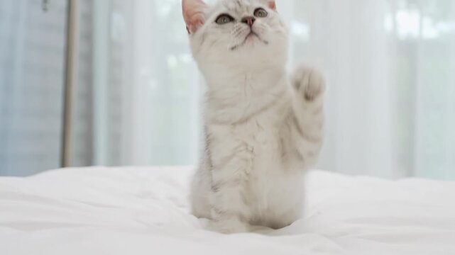 Small Scottish kitten lying down on white bed of relaxing and cozy wellbeing in home.