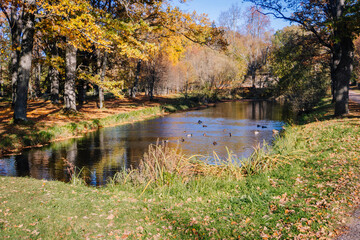 Obraz premium Scenic autumn landscape featuring a tranquil pond surrounded by colorful trees and ducks swimming, with vibrant foliage reflecting in the water under clear blue skies