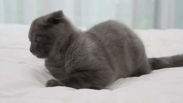 Small Scottish kitten lying down on white bed of relaxing and cozy wellbeing in home.