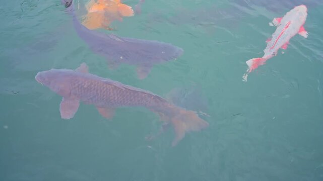 Colorful koi fish swimming in clear pond water.