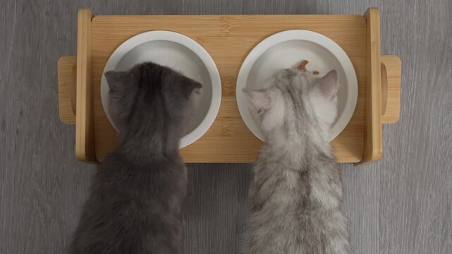 Two kittens eating wet food from bowls.