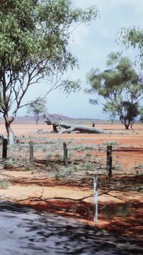 A wide view shows a dry landscape with sparse trees and a large fallen log. A dirt road runs along the edge, and the sky is bright. The area looks very open and empty.