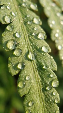 Dew drops on a green fern leaf in nature
