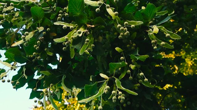 Sunlit linden tree branches laden with green fruit and vibrant leaves gently moving in the wind, showcasing the beauty of a lush summer park or forest against a soft sky background