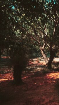 Trees and plants are present in a wooded area with sunlight shining through the leaves. The ground has a mix of colors and textures. The scene shows a natural landscape in daytime.