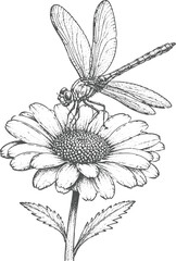 Vintage Dragonfly on Daisy Flower Engraving Vector   Botanical Insect Antique Hand Drawn Illustration © Sharif54